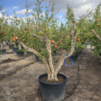 Granátové jablko (Punica granatum) ´MOLLAR DE ELCHE´ - výška 200-250 cm, obvod kmeňa 50/60 cm, EXEMPLÁR (-16°C)